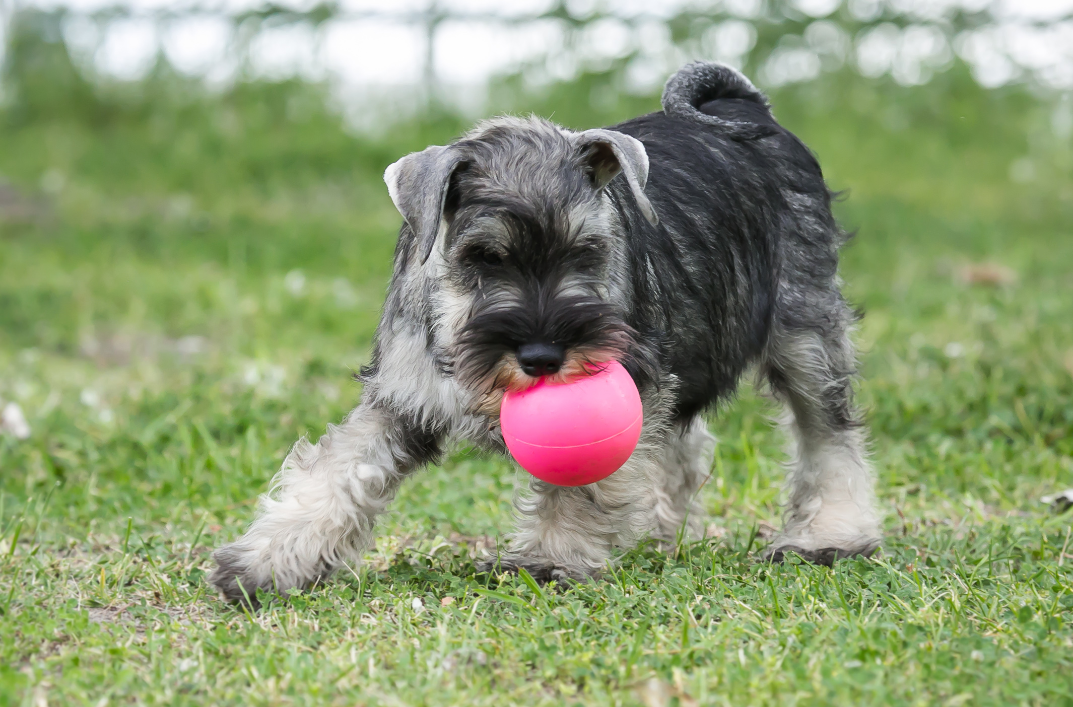 Játszó kölyök schnauzer